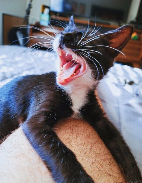 fosterkittendad hd model pics