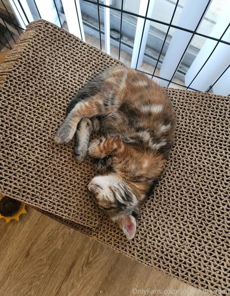 fosterkittendad model nice archive