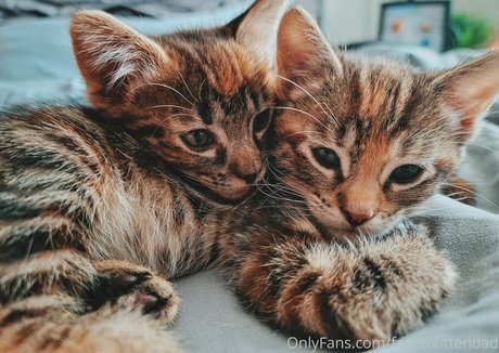 fosterkittendad model hot picture