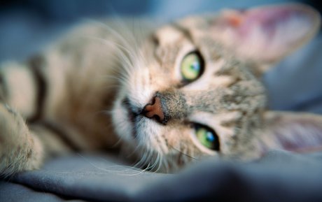 fosterkittendad nude star photo