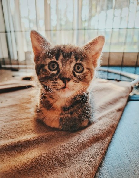 fosterkittendad model sexy archive