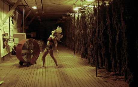 danceincannabis star art gallery