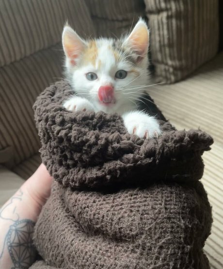 emss x exclusive model pics