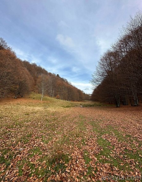 Anisyia_ pornstar exclusive images