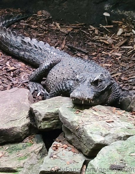 geekikitten model nude photos