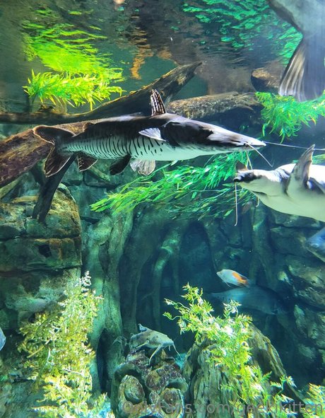 geekikitten naked star images