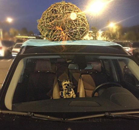 Aimee Richelle Teegarden high quality pornstar image