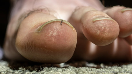 macrocole star high quality galleries