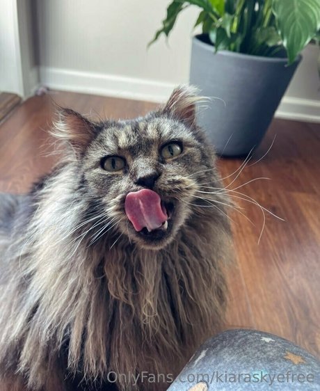 kiaraskyefree adult actress image