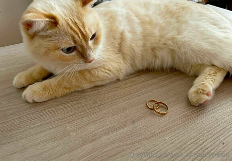 all of stacymoon pornstar adult images