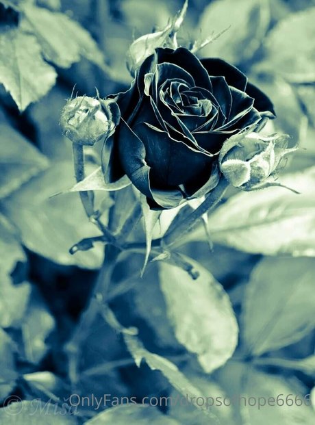 mydarkside6666 nice star gallery