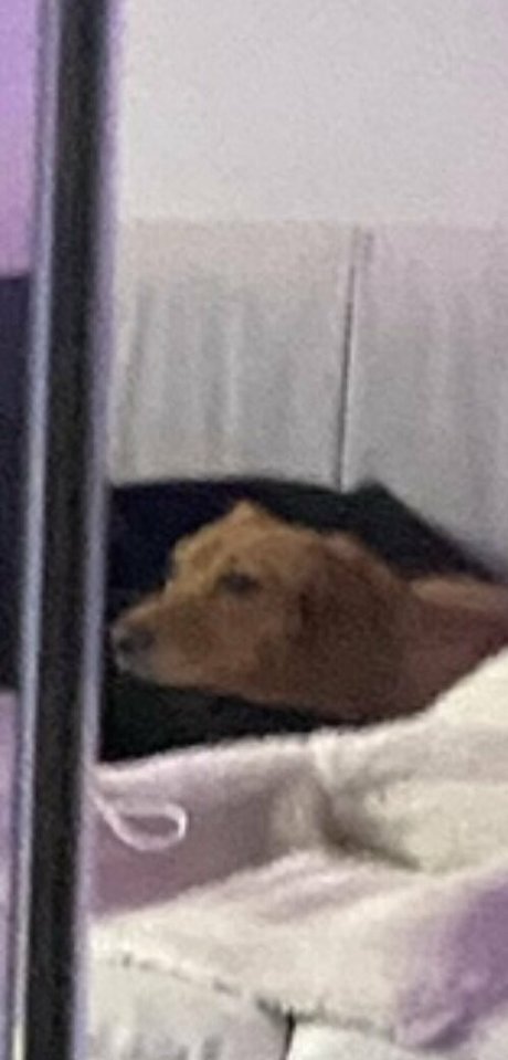 theoliviadavis top model picture