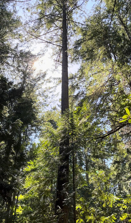 Aelarose top model archive