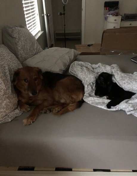 Allisonbangert star adult archive