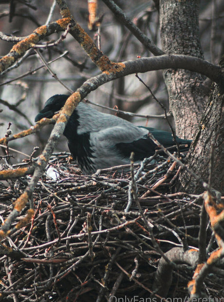 TeRefur model beautiful img