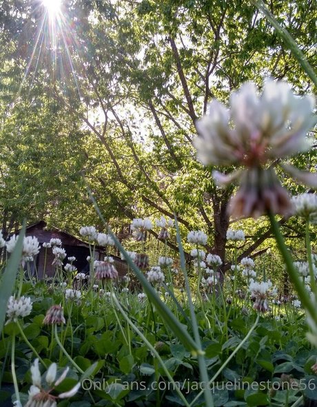 jacquelinestone56 pornstar art image