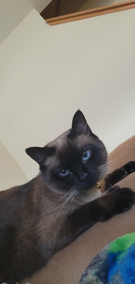 stellightbaby nice pornstar archive