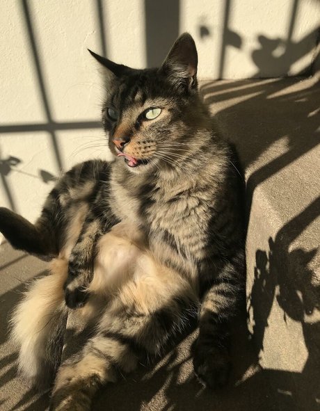 Shashi pornstar best galleries