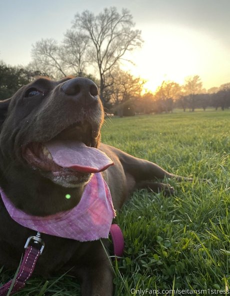 seitansm1stress pornstar erotic galleries