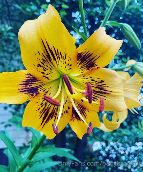 babybraylynn star erotic picture