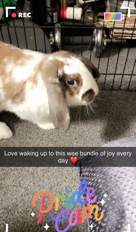 lothianjamie porn star image