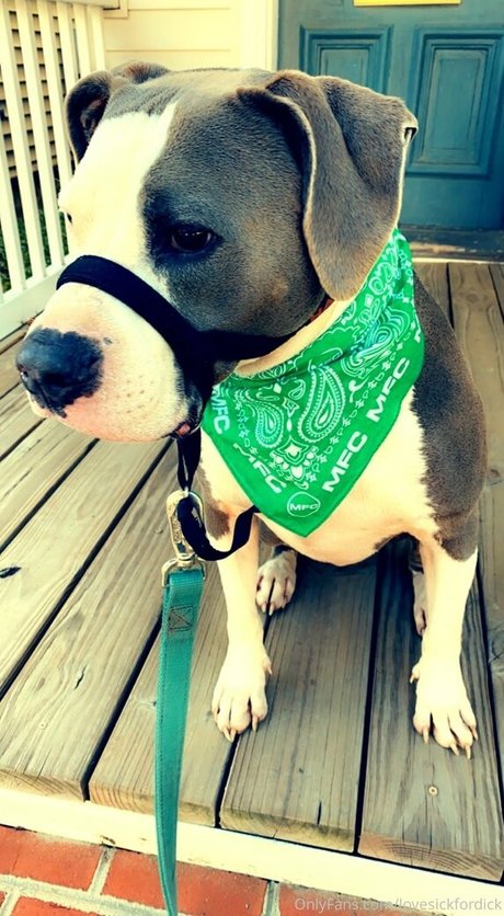 lovesickfordick star best galleries