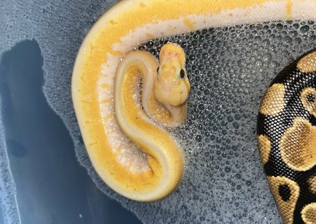 xmommy ghostface sex actress image