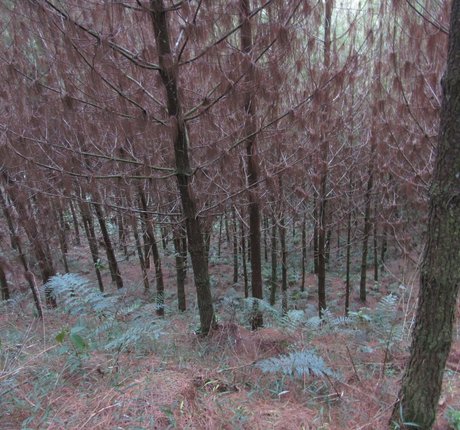 avliequeena model free pictures