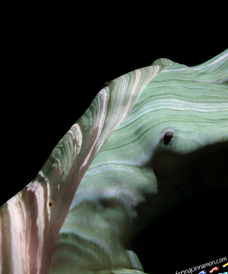 wanderingcinnamon2 exclusive pornstar picture