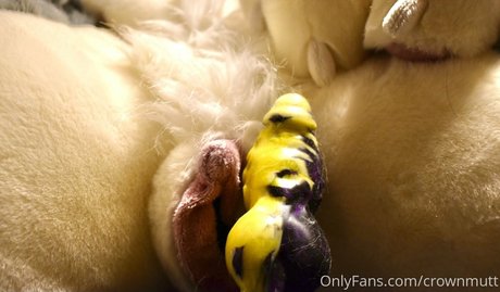 crownmutt art pornstar galleries