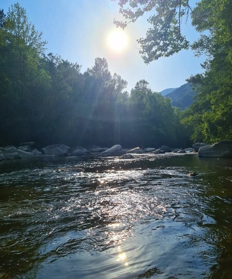 Ann Cygnus star free image