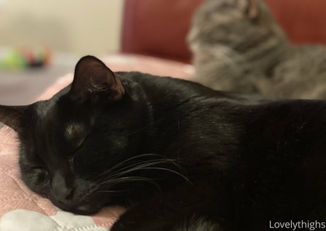 lovelythighs star art galleries