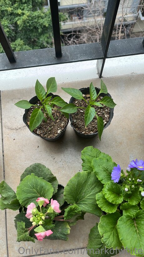 Markofwhite star porn img