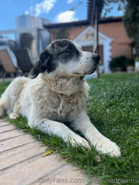 Chlorinedreams nice model gallery