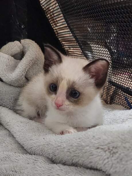 Bumblebieve best pornstar photos