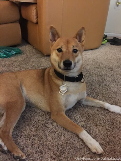 Dahlialuxxx star nice photos