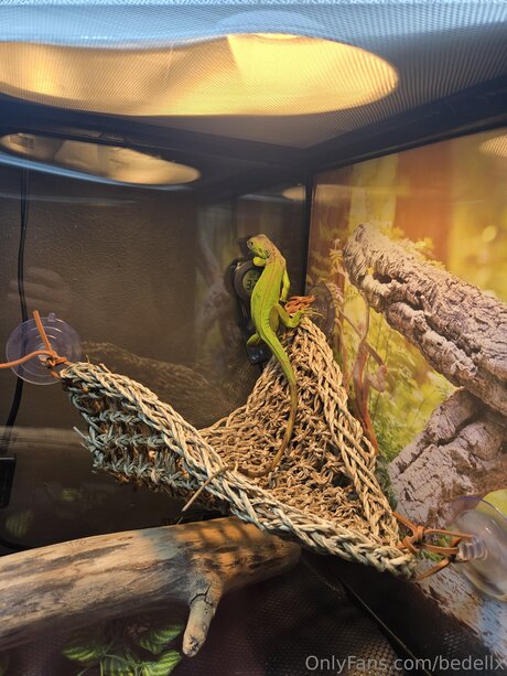 Bedellx art model photos