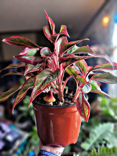 Stephanienlgeorge star xxx photo