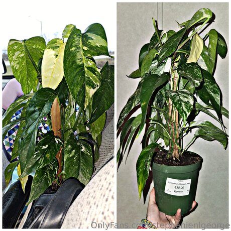 Stephanienlgeorge pornstar sex images