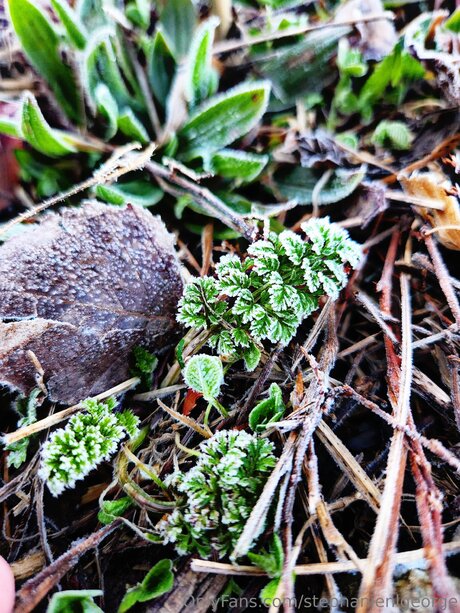 Stephanienlgeorge beautiful pornstar picture