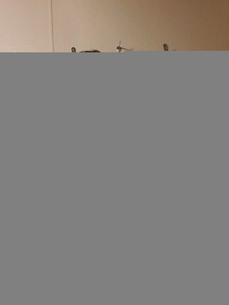 Lu Thebear69 star perfect picture