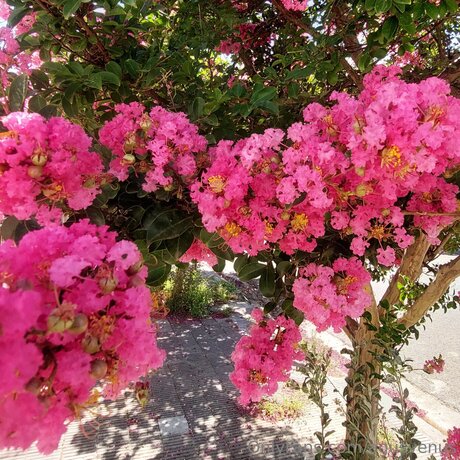 Agusvenus beautiful actress images