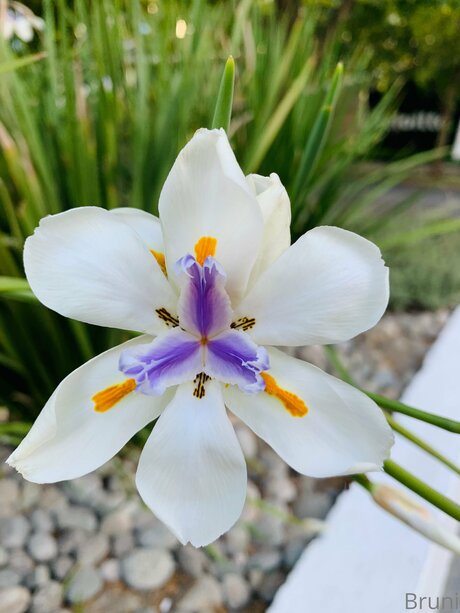 Brunabyers free model gallery