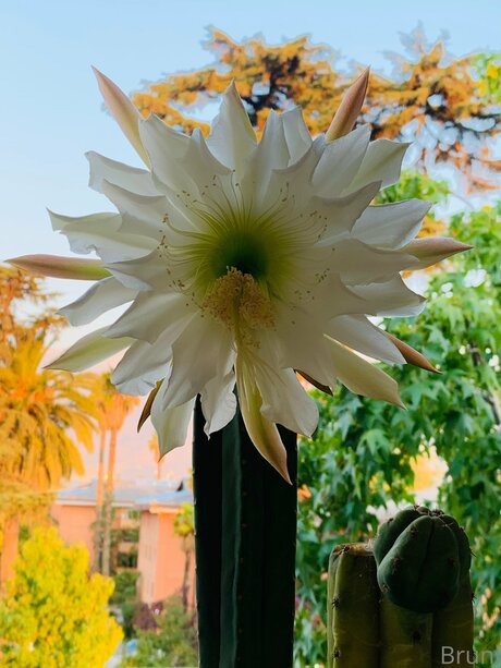 Brunabyers free actress img