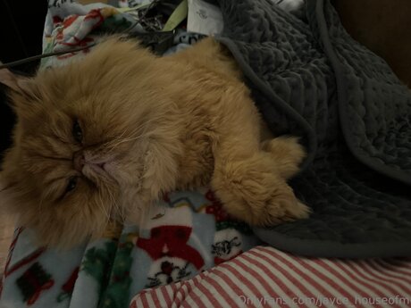 Jayce Houseofm star free picture