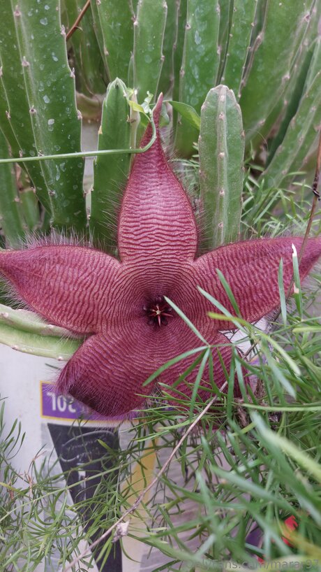 Marar97 nude pornstar gallery