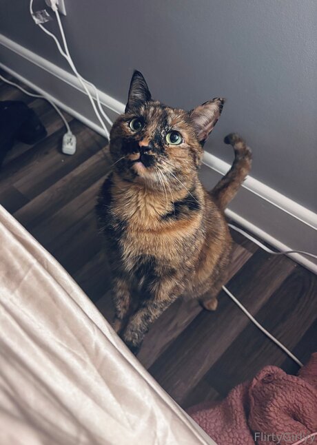 Bellathecat model hot archive