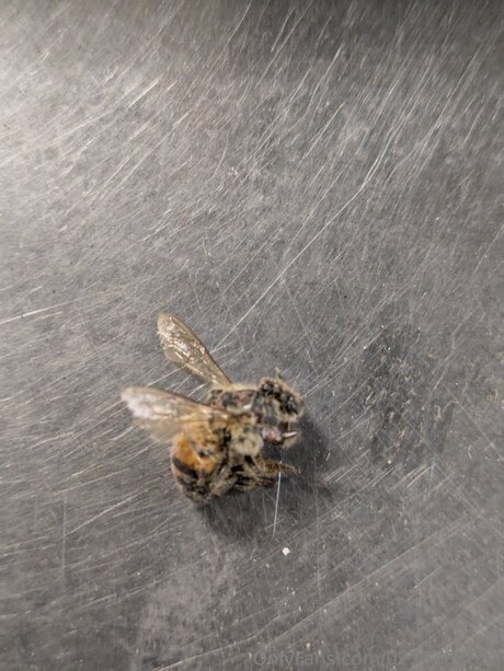 Pegasus Adrienne nudes actress pictures