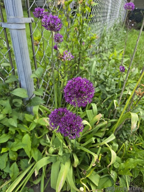 Gnarlymarbles free actress picture