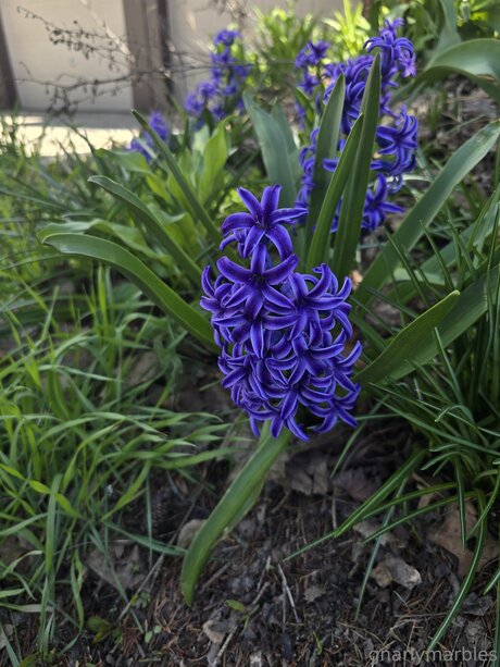 Gnarlymarbles perfect star photos